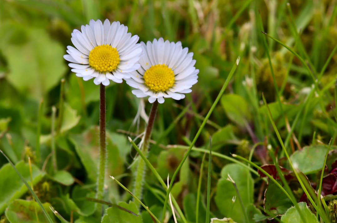 Μέσα από κάθε δυσκολία, έμαθα να ανθίζω ζητώντας βοήθεια